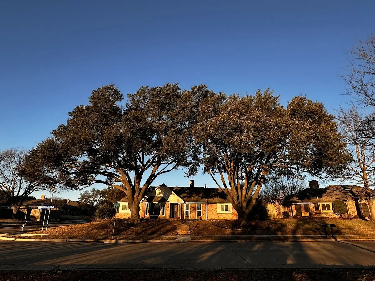 Established residential canopy tree shading a home in Paragonah